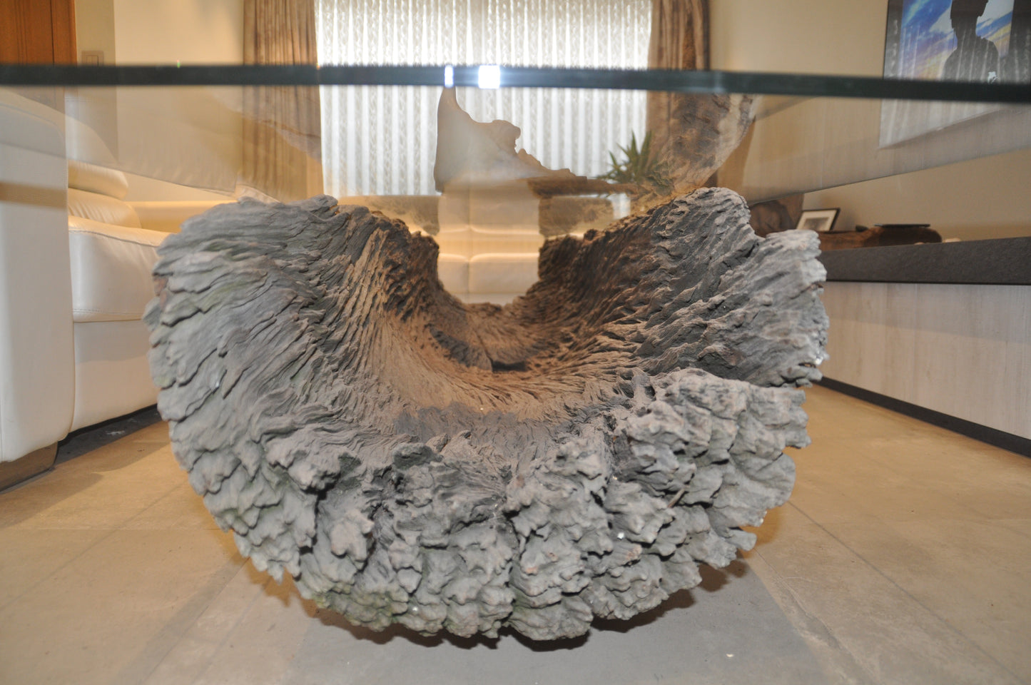 Ancient Floating Tree