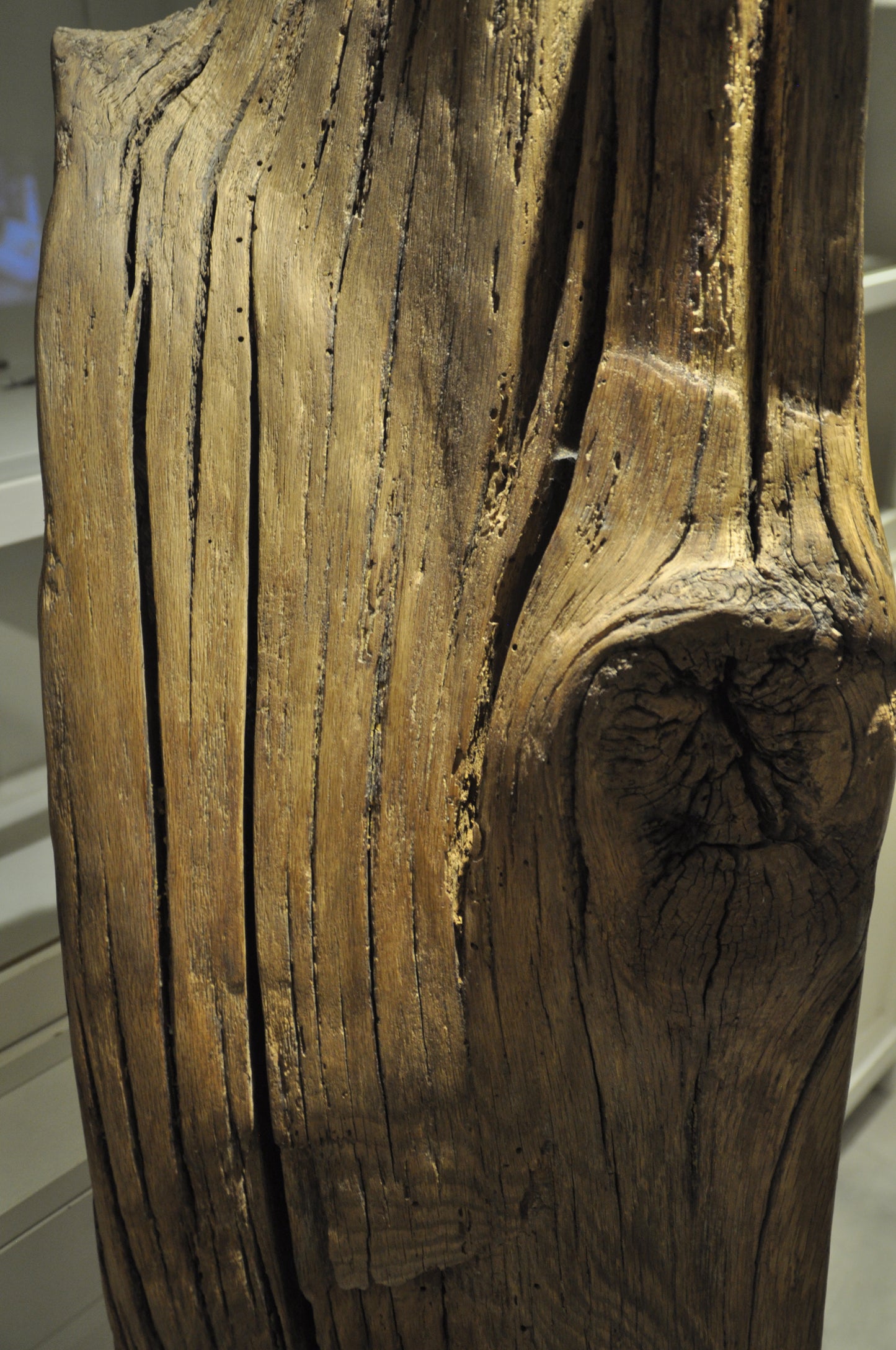Old oak log