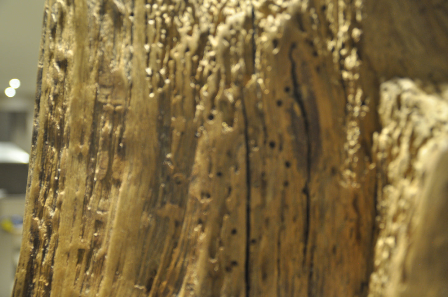 Old oak log