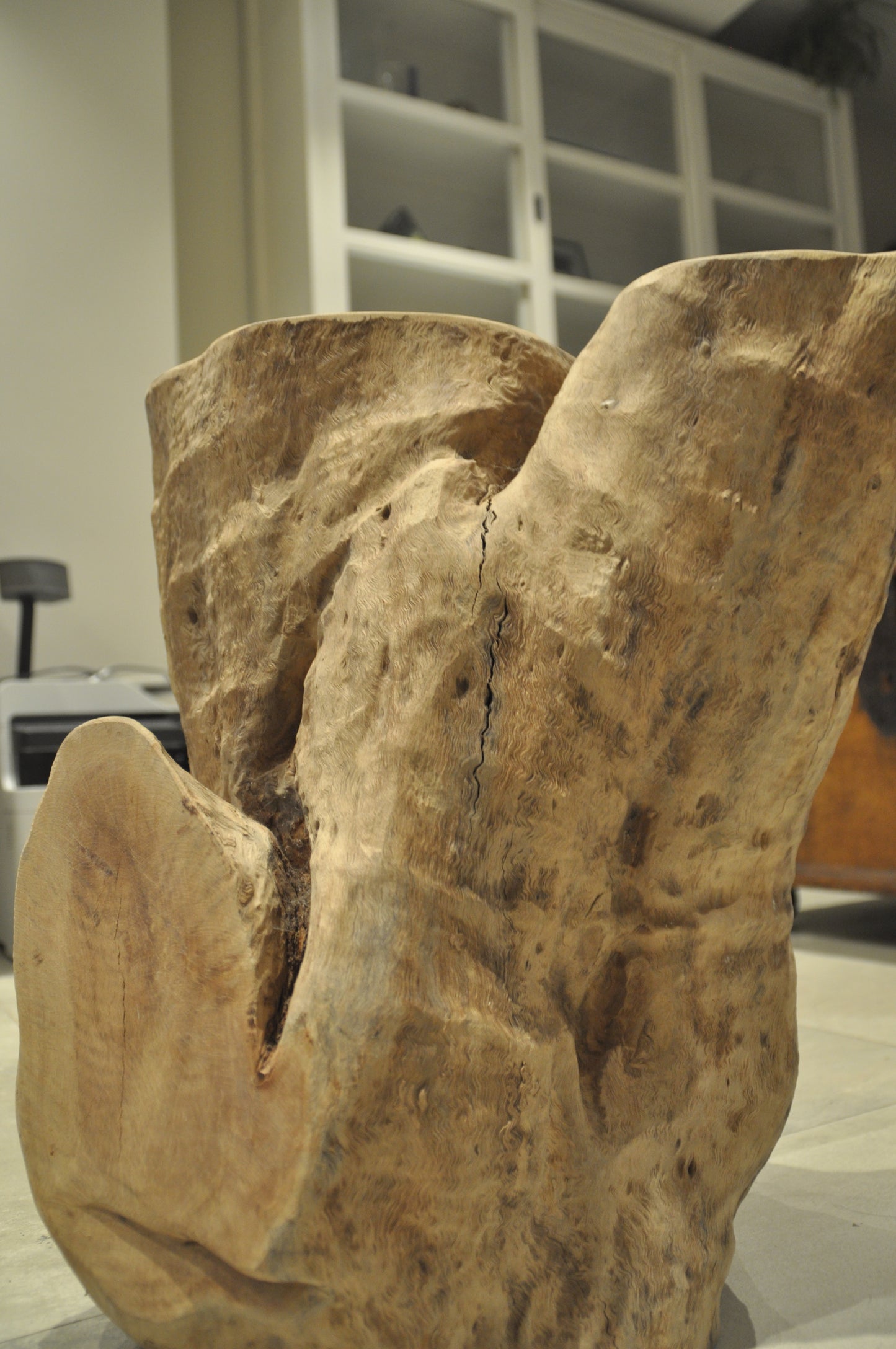 Ancient Tropical hardwood structure
