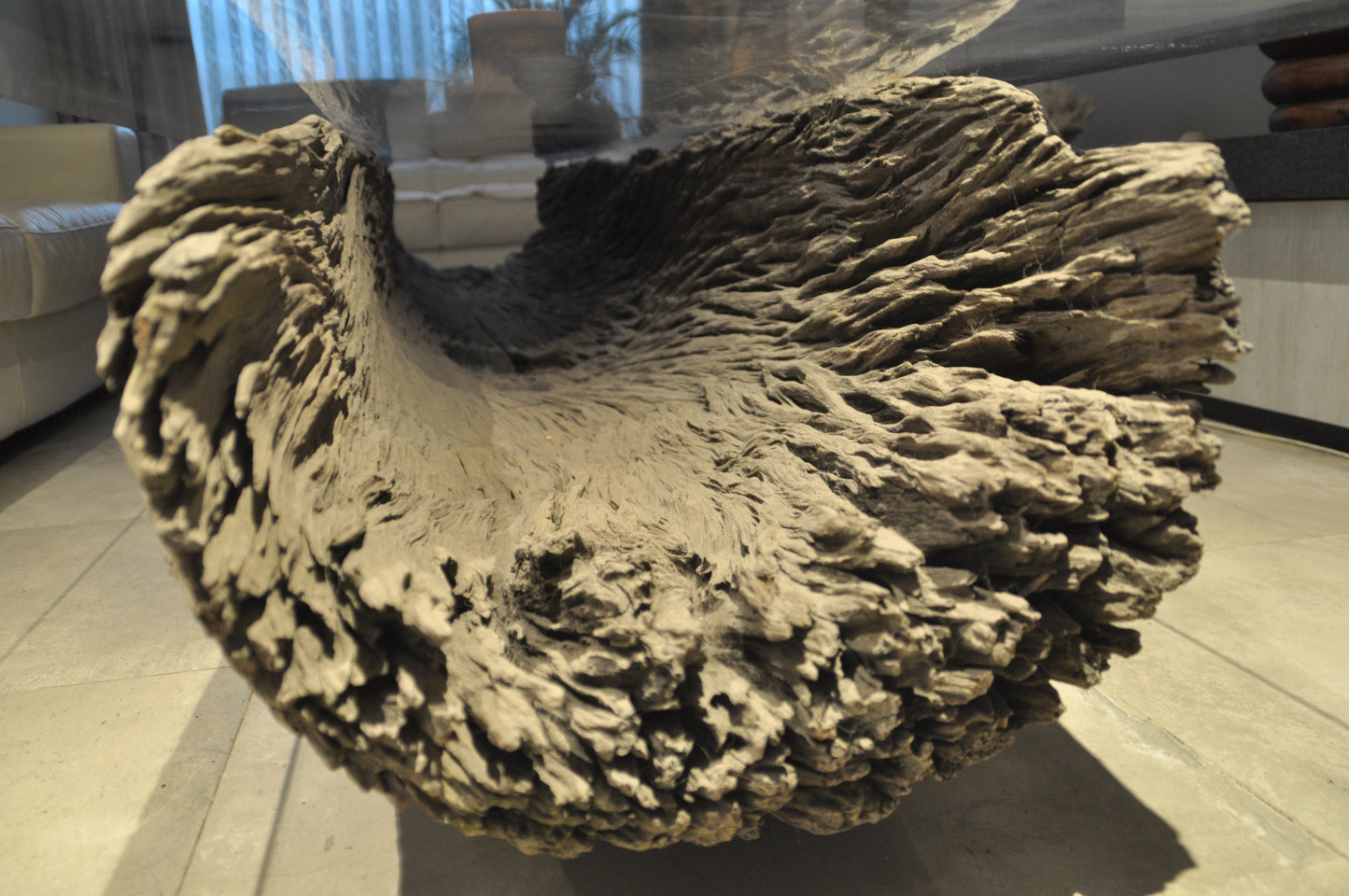 Ancient Floating Tree