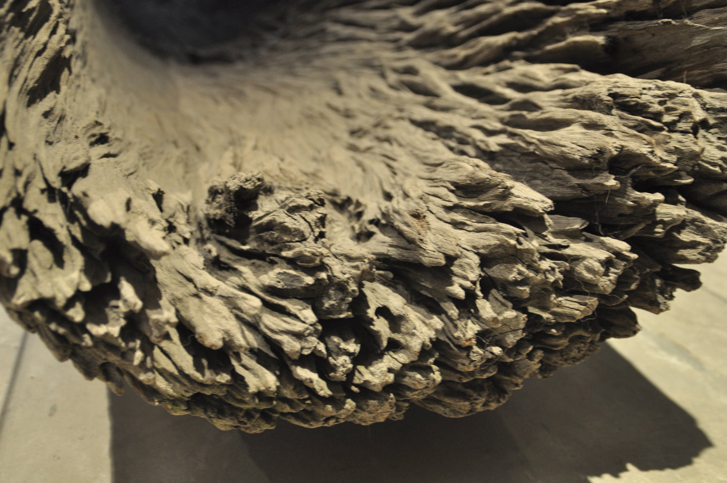 Ancient Floating Tree