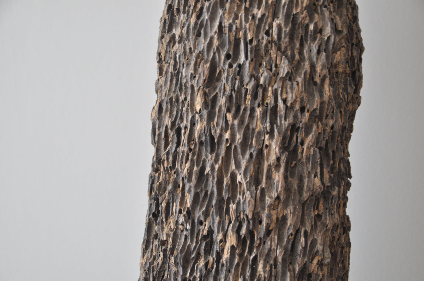 Erosionized teak, salt water