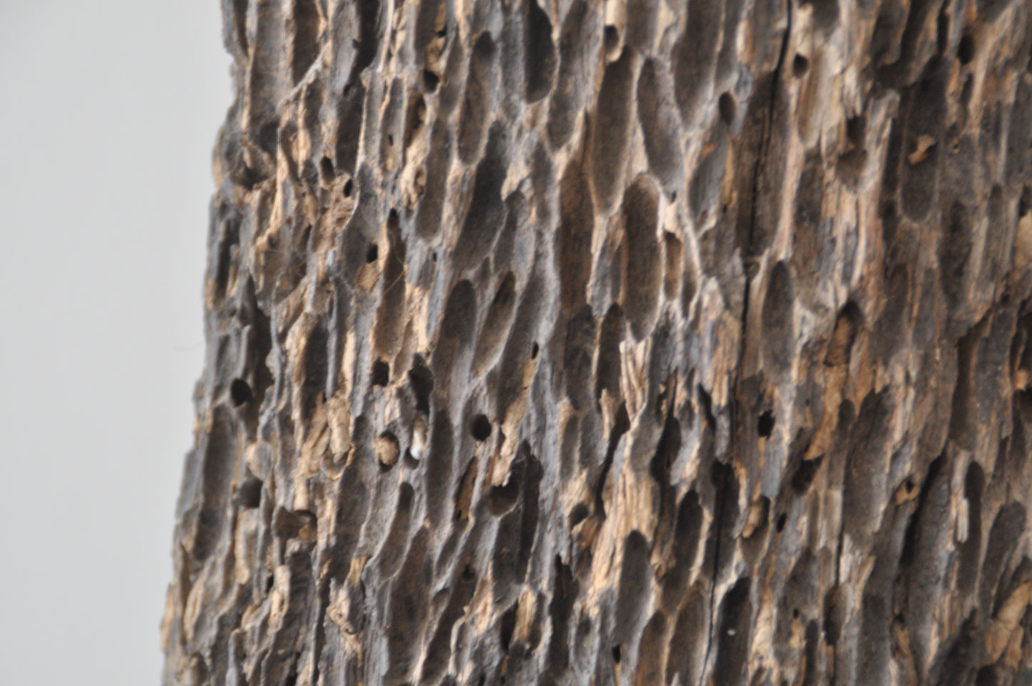 Erosionized teak, salt water